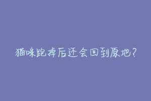 猫咪跑掉后还会回到原地？