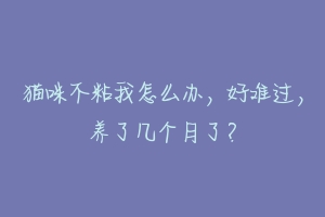 猫咪不粘我怎么办，好难过，养了几个月了？