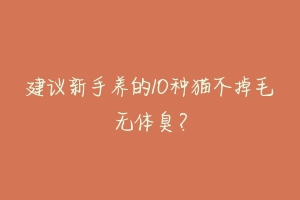 建议新手养的10种猫不掉毛无体臭？