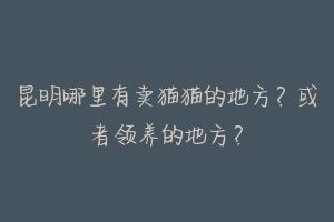 昆明哪里有卖猫猫的地方？或者领养的地方？