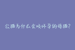 公猫为什么会咬怀孕的母猫？