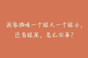 我家猫咪一个眼大一个眼小，还有眼屎，怎么回事？