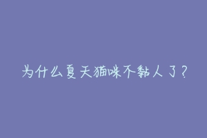 为什么夏天猫咪不黏人了？