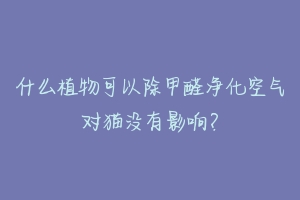 什么植物可以除甲醛净化空气对猫没有影响？