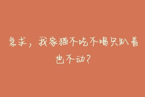 急求，我家猫不吃不喝只趴着也不动？