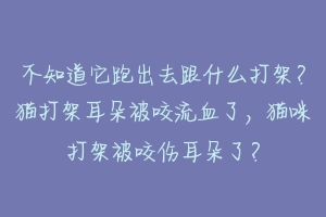 不知道它跑出去跟什么打架？猫打架耳朵被咬流血了，猫咪打架被咬伤耳朵了？