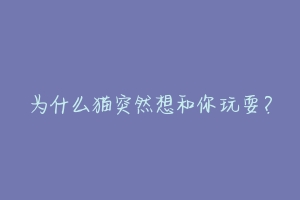 为什么猫突然想和你玩耍？