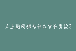 人上厕所猫为什么守在旁边？