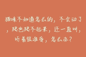 猫咪不知道怎么的，不会动了，爬也爬不起来，还一直叫，听着很难受，怎么办？