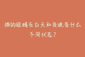 猫的眼睛在白天和夜晚有什么不同状态？