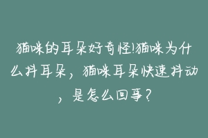 猫咪的耳朵好奇怪!猫咪为什么抖耳朵，猫咪耳朵快速抖动，是怎么回事？