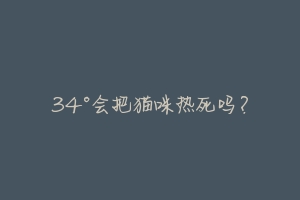 34°会把猫咪热死吗？