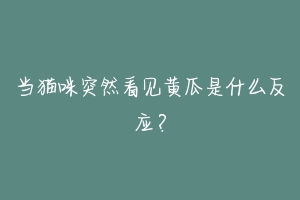 当猫咪突然看见黄瓜是什么反应？