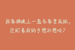 我家猫晚上一直在家里疯跑，还盯着我的手想扑想咬？