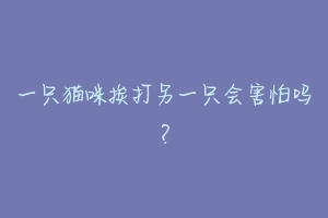 一只猫咪挨打另一只会害怕吗？