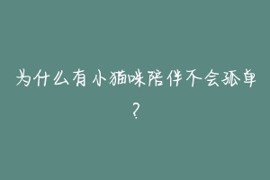 为什么有小猫咪陪伴不会孤单？