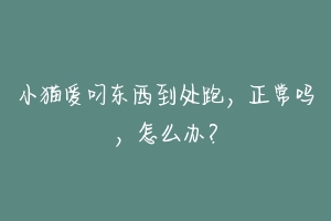 小猫爱叼东西到处跑，正常吗，怎么办？