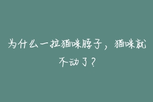 为什么一拉猫咪脖子，猫咪就不动了？