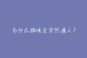 为什么猫咪会突然撞人？