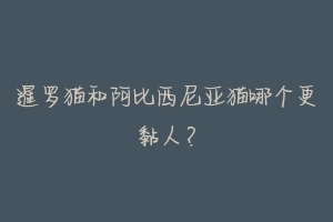 暹罗猫和阿比西尼亚猫哪个更黏人？