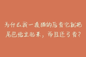 为什么我一摸猫的后背它就把尾巴给立起来，而且还弓背？