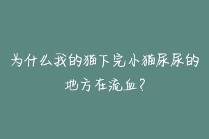 为什么我的猫下完小猫尿尿的地方在流血？