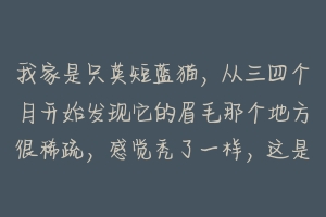 我家是只英短蓝猫，从三四个月开始发现它的眉毛那个地方很稀疏，感觉秃了一样，这是为什么呀？