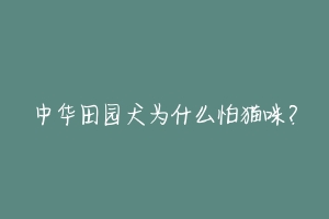 中华田园犬为什么怕猫咪？