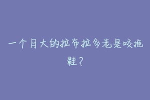 一个月大的拉布拉多老是咬拖鞋？