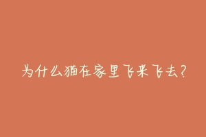 为什么猫在家里飞来飞去？