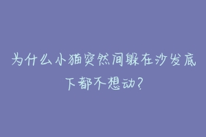 为什么小猫突然间躲在沙发底下都不想动？