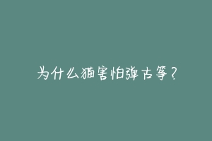 为什么猫害怕弹古筝？