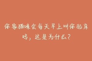 你家猫咪会每天早上叫你起床吗，这是为什么？