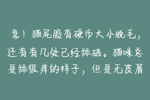 急！猫屁股有硬币大小脱毛，还有有几处已经舔破。猫咪总是舔很痒的样子，但是无皮屑等其他症状。请指教？