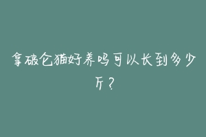 拿破仑猫好养吗可以长到多少斤？