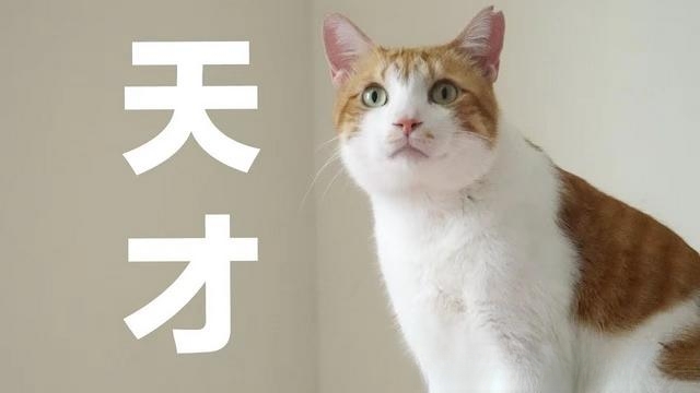 猫有时候突然发疯咬抓住我的手咬还踢我？