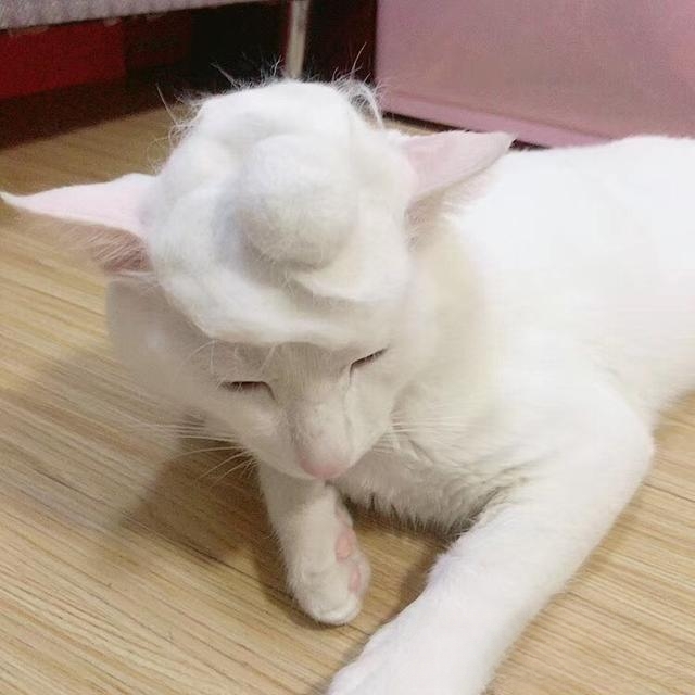 猫咪总是流眼泪怎么办？