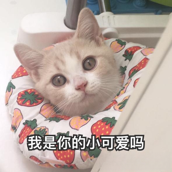 多大适合配猫呢？