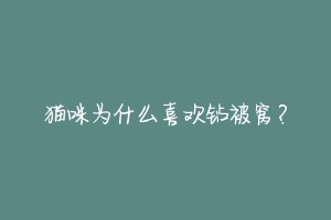 猫咪为什么喜欢钻被窝？