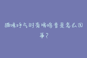 猫咪呼气时有喘鸣音是怎么回事？