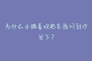 为什么小猫喜欢把东西叼到沙发下？