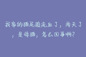 我家的猫屁股流血了，两天了，是母猫，怎么回事啊？