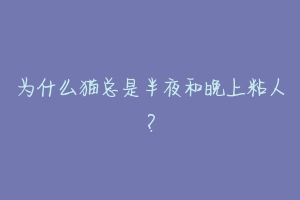 为什么猫总是半夜和晚上粘人？