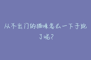 从不出门的猫咪怎么一下子跑了呢？