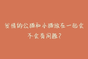 发情的公猫和小猫放在一起会不会有问题？