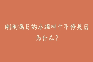 刚刚满月的小猫叫个不停是因为什么？