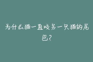 为什么猫一直咬另一只猫的尾巴？