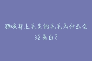 猫咪身上毛尖的毛毛为什么会泛着白？