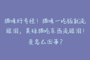 猫咪好奇怪！猫咪一吃饭就流眼泪，英短猫吃东西流眼泪！是怎么回事？