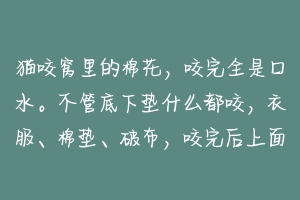 猫咬窝里的棉花，咬完全是口水。不管底下垫什么都咬，衣服、棉垫、破布，咬完后上面全是口水，整个都湿透？